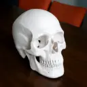 Cráneo de resina para estudianets (609509.150) 