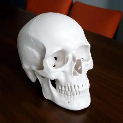 [609509.150] Cráneo de resina para estudianets (609509.150) 